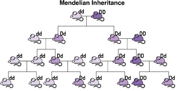 Normal or Mendelian inheritance